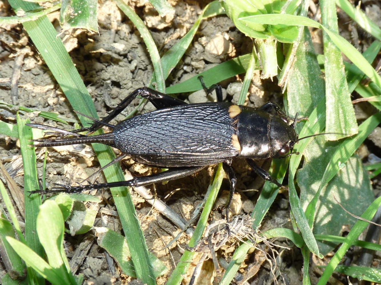 Coppie di Gryllus bimaculatus